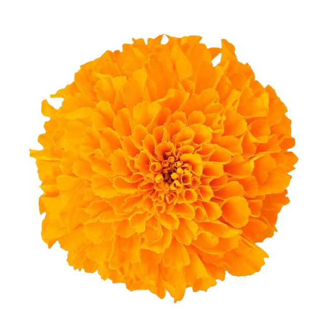 Lutein & Zeaxanthin