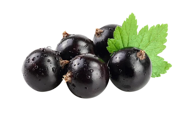Elderberry
