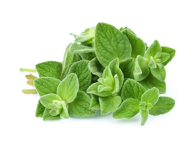 Oil of Oregano from the Mediterranean