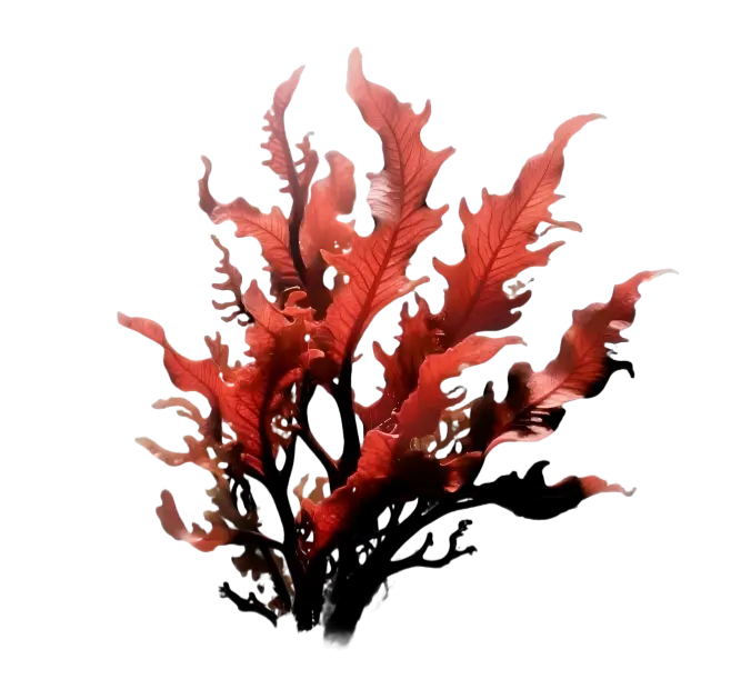 Astaxanthin Derived from Haematococcus Pluvialis